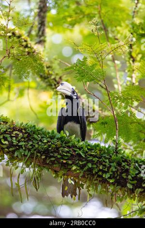 Junge männliche, orientalische Rattenhornvogel, die in einem Parkbaum in Singapur forscht Stockfoto