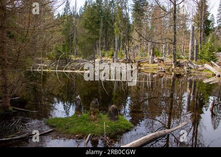 Der See in den Wäldern nahe Steinbachklause wurde von Bibern geschaffen, die seit ihrem Schutz in den Bayerischen Wald zurückgekehrt sind Stockfoto