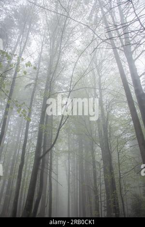 Mystischer Morgen in den Wäldern: Der Nebel am frühen Morgen auf dem Wanderweg GOLDSTEIG im Bayerischen Wald zwischen Grainet und Haidmühle Stockfoto