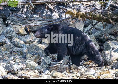 American Black Bear (Ursus americanus) auf Vancouver Island auf der Suche nach Essen an der Küste Stockfoto