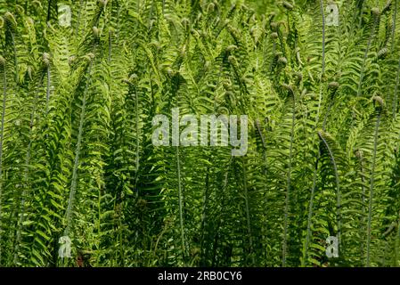 Frische junge Farnblätter im Frühling in einem Wald in Ostbayern. Stockfoto