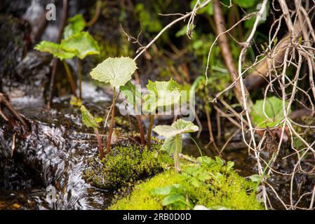 Frühling im Bayerischen Wald-Nationalpark: Frische Blätter einer Butterbur-Pflanze, die in einem kleinen Schmelzwasserbach in den Wäldern in der Nähe von Greater Arber wächst Stockfoto