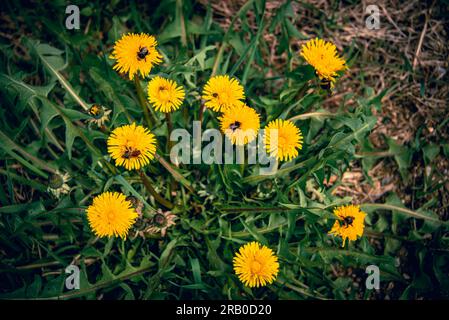 Heftiger Hummelverkehr auf einem Löwenzahn im Frühling im Bayerischen Wald-Nationalpark. Stockfoto