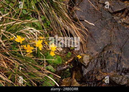 Marigoldblüten im Frühling an einem Schmelzwasserstrom im Bayerischen Wald. Stockfoto