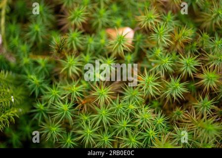 In den Hügelmooren rund um Latschensee im Bayerischen Wald-Nationalpark gibt es häufig Haarkappenmoos oder Polytrichum commune. Stockfoto