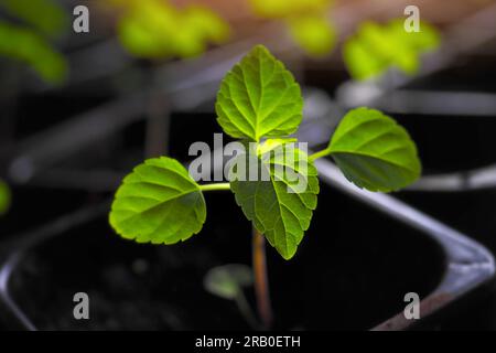 Tomatensprossen in der Sonne. Zimmerkeimlinge in Töpfen mit Erde. Vorbereitung zum Anpflanzen von Pflanzen im Garten. Hintergrund. Stockfoto