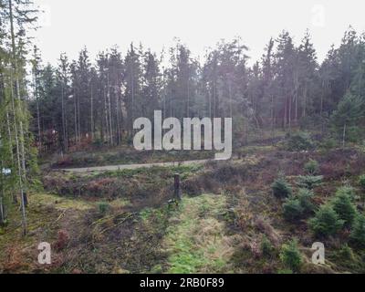 Waldverödung und Wiederaufforstung durch den Klimawandel in Bayern im Wald Stockfoto