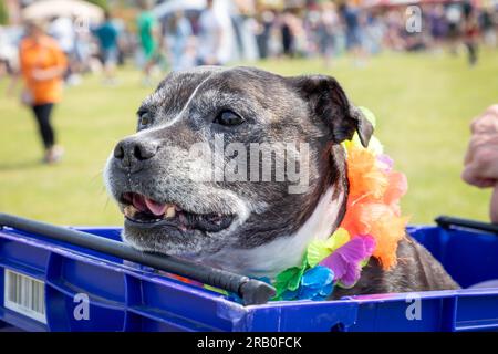 Anthony Welsh, ein Personal Trainer aus Liverpool, brachte seinen verwöhnten Hund Prinzessin Cleopatra Superchill zum Birchwood Family Fun Day Stockfoto