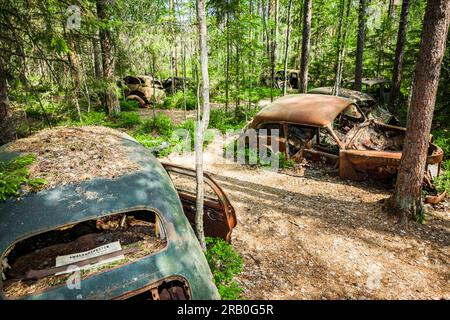 Oldtimer auf einem Autofriedhof in einem Wald Stockfoto