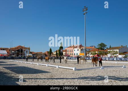 Europa, Portugal, Alentejo Region, Golega „Mares and Foals“ Horse Festival mit jungen Lusitano-Pferden, die auf die Rosetten des Siegers warten Stockfoto