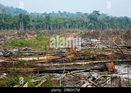 Entwaldung im Amazonas-Regenwald. Baumstämme, die von illegalen Holzfällern gefällt wurden, und Wälder im Hintergrund. Brasilien. Ökologie, Umwelt, CO2. Stockfoto
