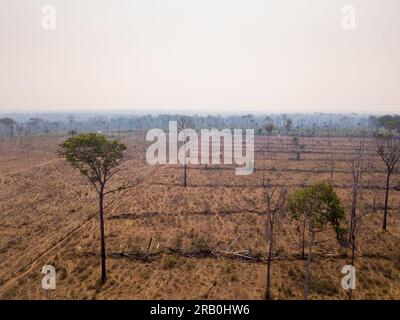 Illegale Entwaldung im Amazonas-Regenwald aus der Vogelperspektive. Waldbäume vernichtet, um Land für Rinder und Landwirtschaft zu öffnen. Mato Grosso, Brasilien. Stockfoto