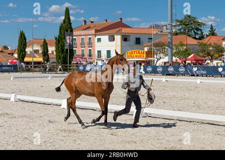 Europa, Portugal, Alentejo Region, Golega, Mann in traditioneller Kostüm, der auf der Pferdemesse „Mares and Foals“ ein Jungpferd in Lusitano arbeitet (Mai 2023) Stockfoto