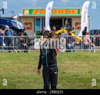 Ein Junge mit Harris Hawk auf der Bird of Prey Falconry Show, Haddington Agricultural Show, East Lothian, Schottland, Großbritannien Stockfoto