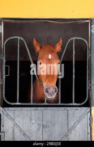 Europa, Portugal, Alentejo Region, Golega, Ein Junges Sorrel Lusitano Pferd in einer Besitzerbox auf der Pferdemesse „Mares and Foals“ Stockfoto