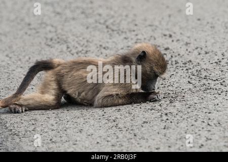 Baby oder junger Chacma-Pavian (Papio ursinus) beim Fressen nach Ameisen auf einer Straße in Südafrika Konzept Tierverhalten in freier Wildbahn Stockfoto