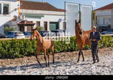 Europa, Portugal, Alentejo Region, Golega, Mann in traditioneller Kostümwanderung mit einem Lusitano Mare und ihrem Fohlen auf der Pferdemesse „Mares and Foals“ Stockfoto