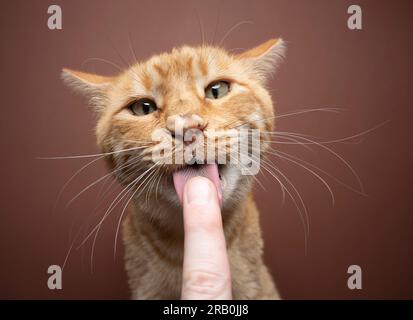 Lustige Katze, die Snacks vom Finger des Tierhalters leckt. Die dreckige Ginger-Katze leckt den Finger. Die Nase ist mit Creme bedeckt. studioaufnahmen auf braunem Hintergrund Stockfoto