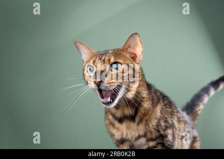 bengalische Katze mit offenem Maul, Studioporträt auf grünem Hintergrund mit Kopierbereich Stockfoto