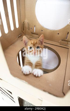 Süßes Ingwerkätzchen, das aus einem Loch in einer Pappschachtel guckt und auf seltsame Weise in die Kamera schaut. Stockfoto