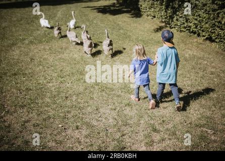 Bruder und Schwester laufen Gänsen hinterher Stockfoto