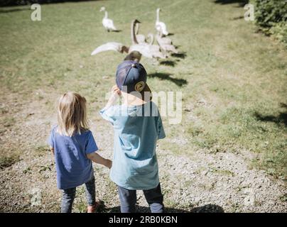 Bruder und Schwester laufen Gänsen hinterher Stockfoto