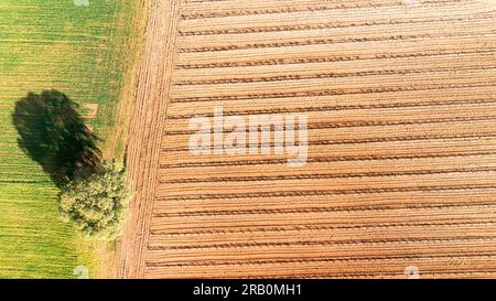 Die Weinberge im Frühjahr in der Provinz Valladolid im Ursprungsgebiet Ribera del Duero in Spanien aus der Vogelperspektive Stockfoto