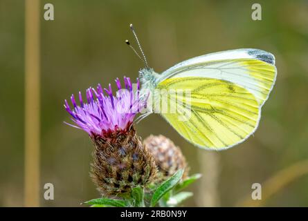 Gonepteryx rhamni Schmetterling auf der Distel Stockfoto
