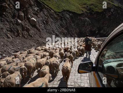 herder mit seinen Schafen auf der Straße, Ladakh, Zoji La Pass, Indien Stockfoto