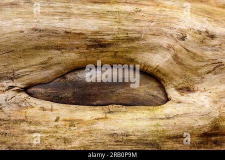 alten Baumstamm Stockfoto