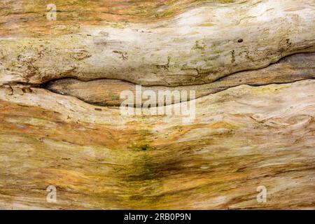 alten Baumstamm Stockfoto