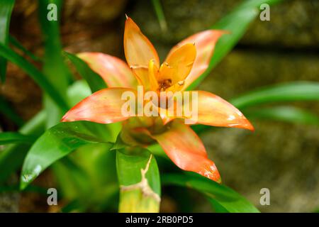 Brennendes Schwert, Vriesea splendens, Bromeliaceae. Stockfoto