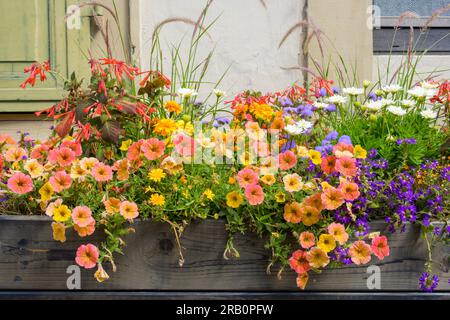 Deutschland, Baden-Württemberg, Eppingen, farbenfroher Blumentrog. Stockfoto
