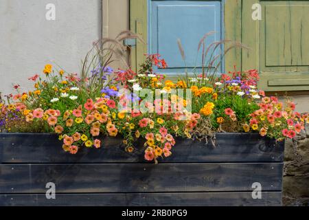 Deutschland, Baden-Württemberg, Eppingen, farbenfroher Blumentrog. Stockfoto