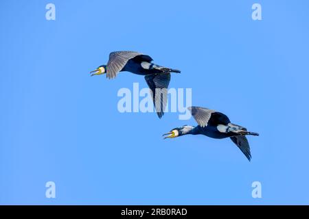 Kormoran (Phalacrocorax Carbo) Stockfoto