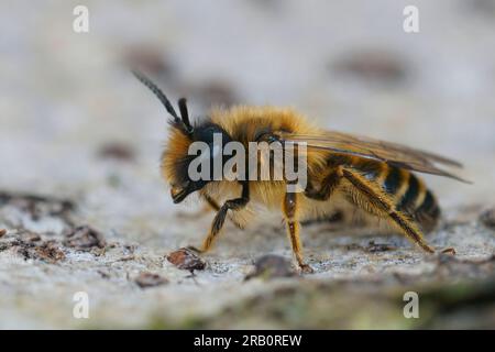 Natürliche Nahaufnahme einer flauschigen männlichen, gelbbbeinigen Bergbaubiene, Andrena flavipes Stockfoto