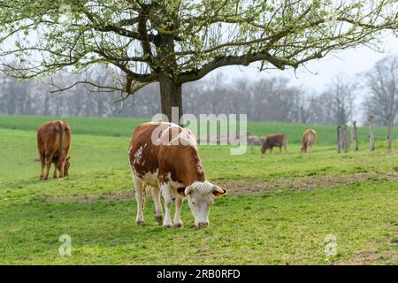 Kühe auf der Weide. Stockfoto