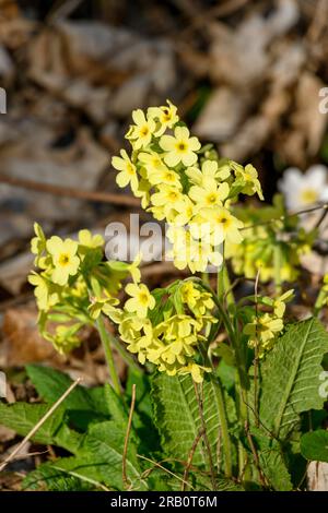 Primrose (Primula veris) Pflanzenarten der Gattung Primula (Primula). Stockfoto