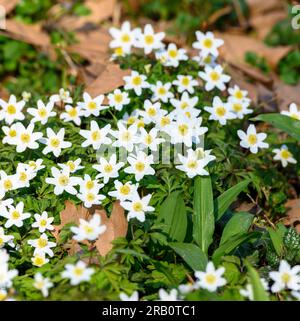 Holzanemone (Anemone nemorosa) der Gattung Anemone. Stockfoto