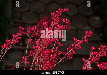 Blühende Zweige von Coral Bells oder Heuchera sanguinea, Sofia, Bulgarien Stockfoto