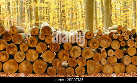 Buchenholzhaufen im Herbstwald, Freudenburg, Saargau, Rheinland-Pfalz, Deutschland Stockfoto