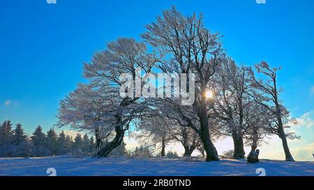 Windbuchen auf dem Schauinsland (1284m) bei Freiburg, südlicher Schwarzwald, Baden-Württemberg, Deutschland Stockfoto