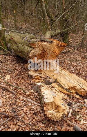 Buche Totholz auf dem Wanderweg Felsenweg Losheim am See, Saar-Hunsrück Traumschleifen, Saar-Hunsrück Naturpark, Saarland, Deutschland Stockfoto