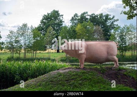 Eine Schweineskulpturbank auf einem Hügel im Pakruojis Manor Park. Litauen Stockfoto