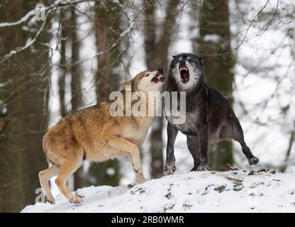 Timberwolf (Canis lupus lycaon) im Schnee, Deutschland Stockfoto