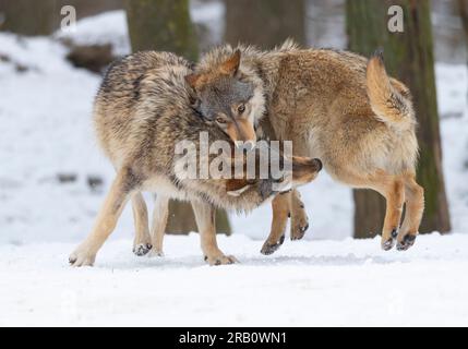 Zwei Timberwölfe (Canis lupus Lycaon) im Schnee, Deutschland Stockfoto