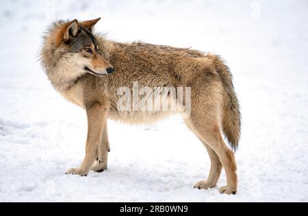 Single Timberwolf (Canis lupus lycaon) im Schnee, Deutschland Stockfoto