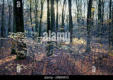Europa, Deutschland, Rheinland-Pfalz, Hümmel, Wald, Waldfläche, Bäume, Buchenwald, Buchen, Fagus, Alte Bäume, Baumformen, mystisch, Herbst, Atmosphäre, Sonnenuntergang, Hintergrundbeleuchtung, niemand, Stille, keine Menschen Stockfoto