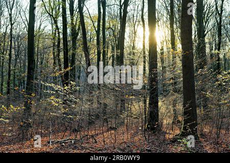 Europa, Deutschland, Rheinland-Pfalz, Hümmel, Wald, Waldfläche, Bäume, Buchenwald, Buchen, Fagus, Alte Bäume, Baumformen, mystisch, Herbst, Atmosphäre, Sonnenuntergang, Hintergrundbeleuchtung, niemand, Stille, keine Menschen Stockfoto