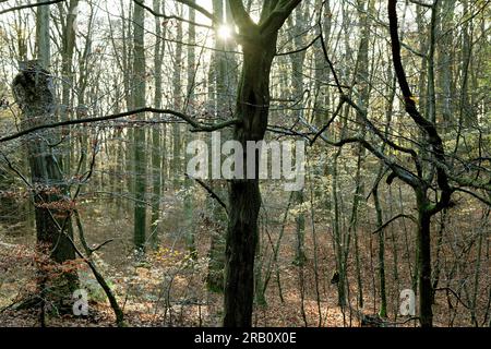 Europa, Deutschland, Rheinland-Pfalz, Hümmel, Wald, Waldfläche, Bäume, Buchenwald, Buchen, Fagus, Alte Bäume, Baumformen, mystisch, Herbst, Atmosphäre, Sonnenuntergang, Hintergrundbeleuchtung, niemand, Stille, keine Menschen Stockfoto